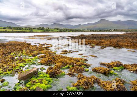 Rocky shore of the Owenmore estuary at Cloghane, County Kerry, Ireland Stock Photo