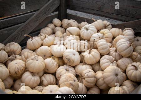 Small white pumpkins in a rustic crate ready for delivery Stock Photo