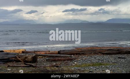 Large driftwood logs on the shoreline of an ocean beach, moody grey water and clouds rolling over the distant islands. Stock Photo