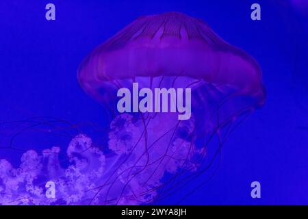 Pacific Sea Nettle: Graceful Jellyfish in Vibrant Ocean Waters Stock Photo