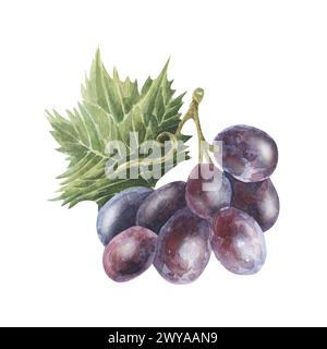 Han drawn watercolor fruit grapes branch isolated on white background Stock Photo