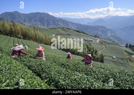 Migrant tea pickers harvesting leaves in a sprawling tea plantation Stock Photo