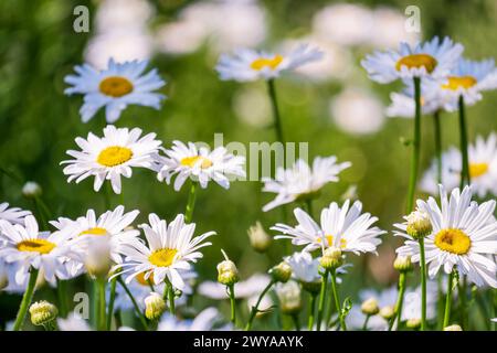 Lots of bright white flowers, ox-eye daisy, oxeye daisy, dog daisy, marguerite Stock Photo