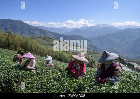 Migrant tea pickers harvesting leaves in a sprawling tea plantation Stock Photo