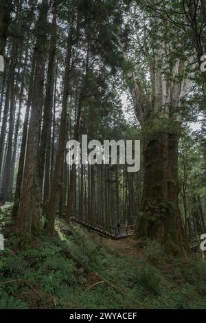 High pine trees in Alishan national park Stock Photo