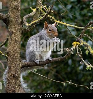 Squirrel in tree eating Stock Photo