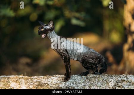 Cute Funny Curious Playful Gray Black Devon Rex Cat sitting on fallen tree trunk in forest, garden and meowing. Obedient Devon Rex Cat With Cream Fur Stock Photo