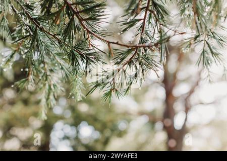 Raindrops on a fluffy fresh branches of larch. Close-up. Selective focus. Stock Photo