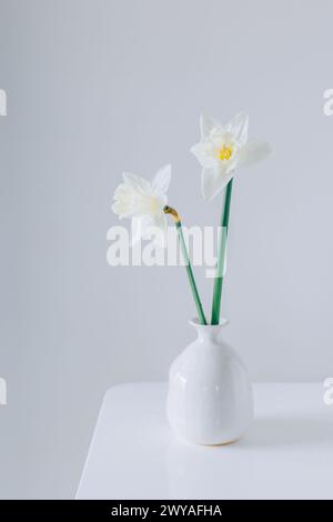 Beautiful flowers of white daffodil (narcissus) in a vase on a light grey background. Place for text. Stock Photo
