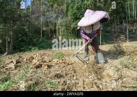 A farmer in a hat digs up soil with a hoe to harvest ginger roots in a field Stock Photo