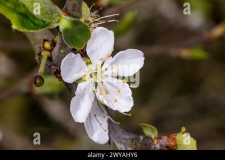 Spring blossom on a Victoria plum tree, Prunus domestica. Stock Photo