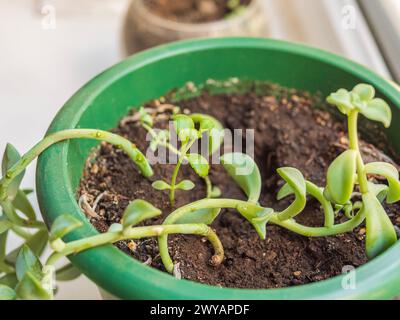 A houseplant growing in a green flowerpot filled with soil, compost, and nutrients.  Stock Photo