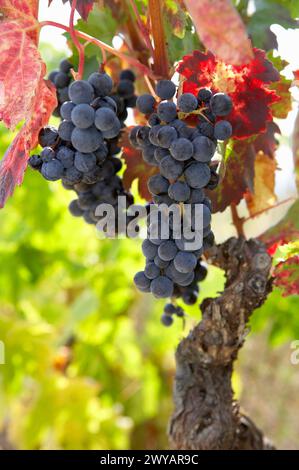 Vineyards, Tempranillo, near Laguardia, Rioja Alavesa, Araba, Basque ...