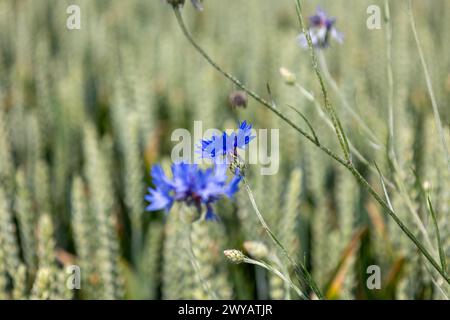 Blue cornflowers on a wheat field in the summer season. Stock Photo