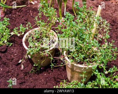 Small clay pots with thyme plants to be planted in the vegetable patch in the garden. Stock Photo