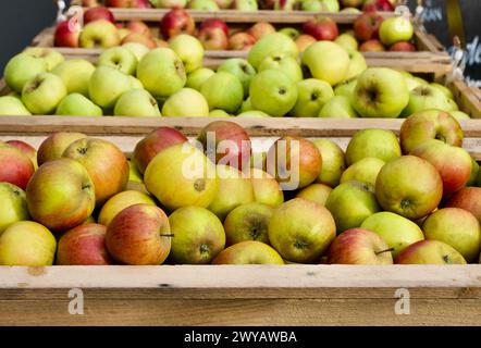 Close-up of fresh newly picked organic cultivated apples for sale at farmers market in autumn. Stock Photo