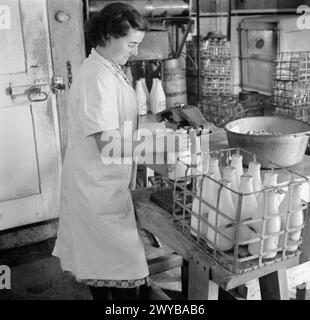 PARSONAGE FARM: DAIRY FARMING IN DEVON, ENGLAND, 1942 - A dairy maid at Old Parsonage Farm, Dartington, seals milk bottles and stands them in a wire crate ready to be supplied to customers. , Stock Photo