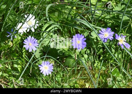 Blue and white spring flowers of winter windflower, anemone blanda naturalised in grass in UK garden March Stock Photo