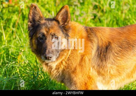 portrait of a malinois and german shepherd crossbreed adult dog, domestic animal Stock Photo