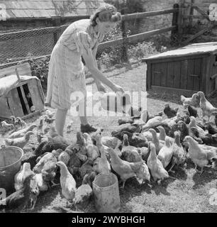 AGRICULTURE IN BRITAIN: LIFE ON MOUNT BARTON FARM, DEVON, ENGLAND, 1942 - Farmer's daughter Barbara Hoare feeds the chickens at Mount Barton farm. , Stock Photo