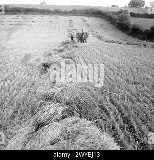 HARVESTING AT MOUNT BARTON, DEVON, ENGLAND, 1942 - Rows of corn stooks stretch across this field into the distance, waiting to be collected by the already well-laden horse-drawn hay cart that is making its way slowly towards the camera in the late evening sun. This photograph was probably taken at Hollow Moor, Devon. , Stock Photo