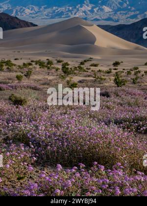 Superbloom of wildflowers at the spectacular Ibex sand dunes in Death Valley National Park, California, USA Stock Photo