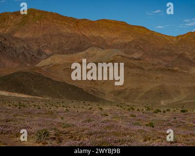 Superbloom of wildflowers at the spectacular Ibex sand dunes in Death Valley National Park, California, USA Stock Photo