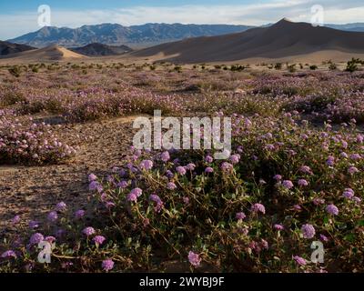 Superbloom of wildflowers at the spectacular Ibex sand dunes in Death Valley National Park, California, USA Stock Photo