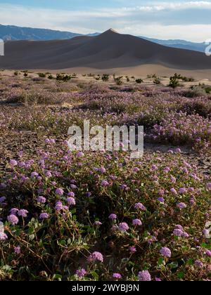 Superbloom of wildflowers at the spectacular Ibex sand dunes in Death Valley National Park, California, USA Stock Photo