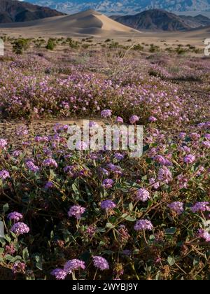 Superbloom of wildflowers at the spectacular Ibex sand dunes in Death Valley National Park, California, USA Stock Photo