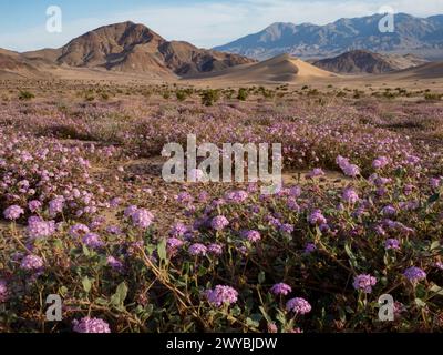 Superbloom of wildflowers at the spectacular Ibex sand dunes in Death Valley National Park, California, USA Stock Photo