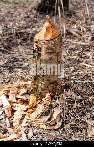 Forest Growing Around Beavers, Tree Trunks Felled By Beavers, Early 