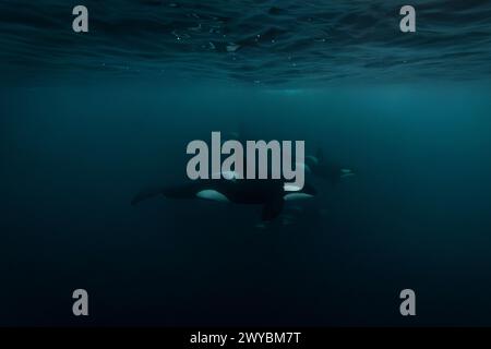 Orca (killer whale) swimming in the dark blue waters near Tromso, Norway. Stock Photo