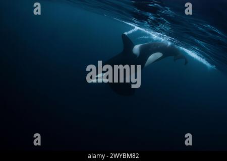 Orca (killer whale) swimming in the dark blue waters near Tromso, Norway. Stock Photo