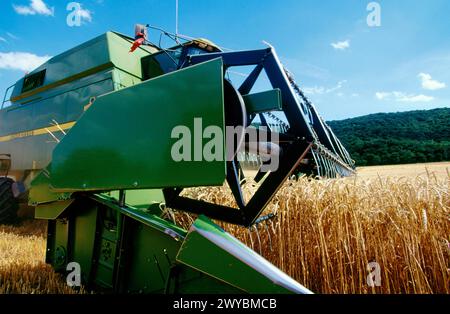 Wheat harvest. Stock Photo