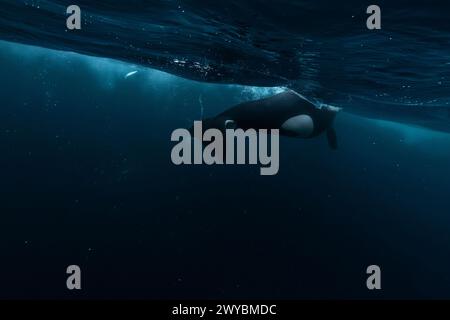 Orca (killer whale) swimming in the dark blue waters near Tromso, Norway. Stock Photo