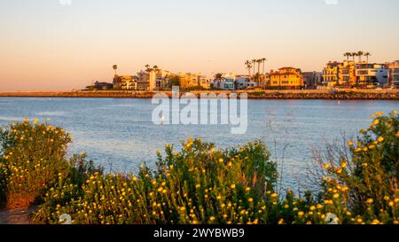 Sunrise over a coastal town with waterfront houses and blooming wildflowers, Marina del Rey, California, United States Stock Photo