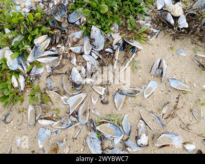 Scattered mussel shells on a sandy beach with vegetation Stock Photo