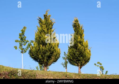 Two large Cypress or Cupressus evergreen trees with uncut light to dark green scale like leaves waving in the wind growing on top of hill Stock Photo