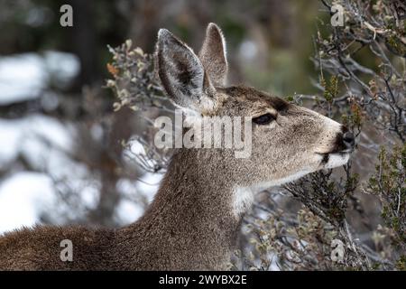 Portrait shot of young Mule Deer (Odocileus hemionus) looking at camera. Grand Canyon National Park. Forest in background. Stock Photo