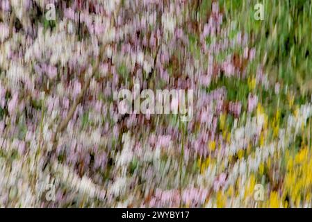 Tree with beautiful fall colours flowers Stock Photo