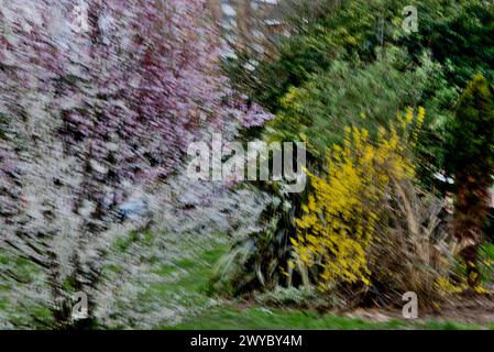 Abstract intentional camera movement (ICM) of trees Stock Photo