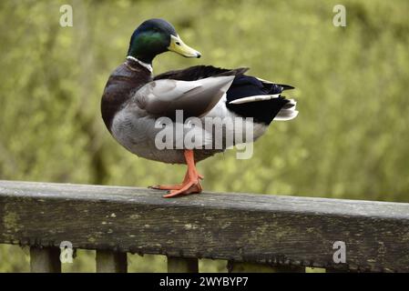 Drake Mallard Duck (Anas platyrhynchos) in Breeding Plumage, Standing in Left-Profile at Eye Level and Head Turned to Right on Top of Wooden Railings Stock Photo