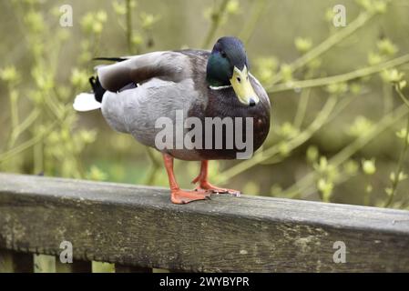 Close-Up, Eye Level Image of a Drake Mallard (Anas platyrhynchos) Looking into Camera from on Top of a Wooden Railing on a Nature Reserve in the UK Stock Photo