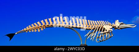 Preserved whale skeleton (Cuvier's beaked whale - ziphius caviostris) on display, El Cotillo, Fuerteventura, Canary Islands, Spain. Taken February 202 Stock Photo