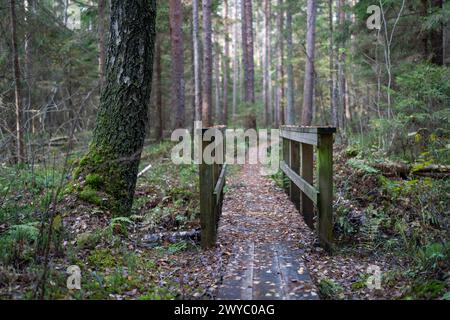 Autumn forest walk. Touristic wooden plank path. Wooden bridge in the forest. Stock Photo