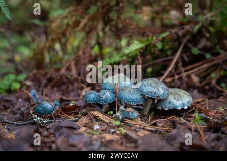 Blue-green stropharia, or verdigris agaric (Stropharia aeruginosa),  Slimy woodland mushroom, found on woodland. Stock Photo