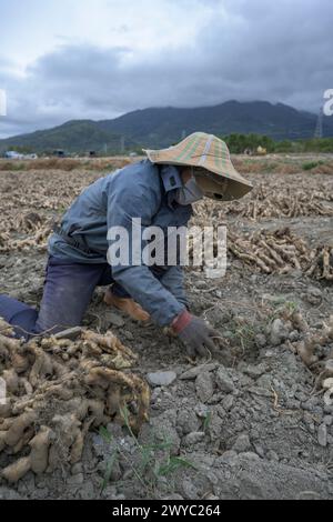 A farmer in a colorful hat harvests ginger in a field with a mountain backdrop Stock Photo