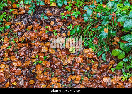 Autumn colors in the Irati forest Stock Photo