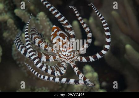 A Wunderpus Octopus, Wunderpus Photogenicus, Swims Across A Coral Reef 